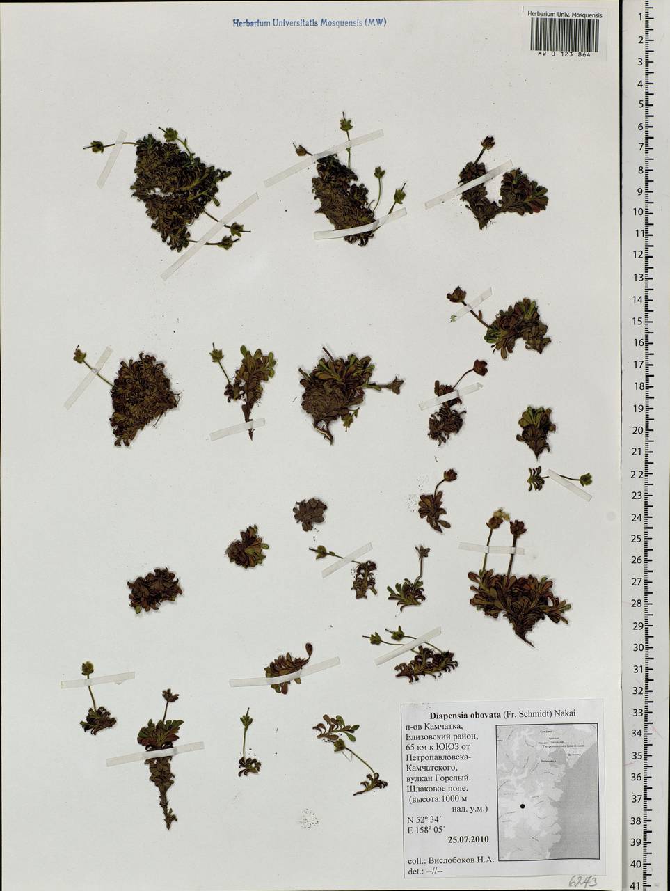Diapensia obovata (F. Schmidt) Nakai, Siberia, Chukotka & Kamchatka (S7) (Russia)