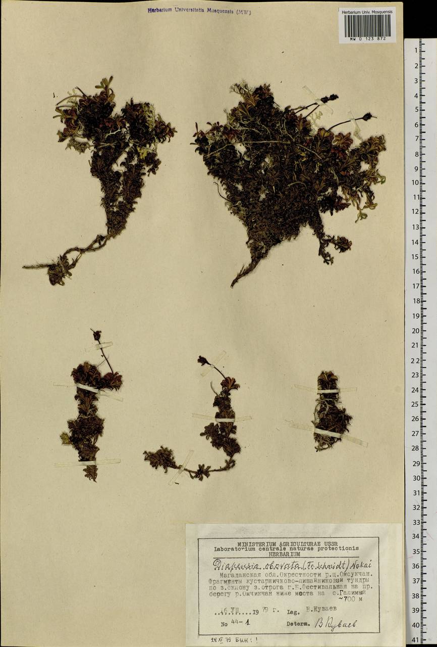 Diapensia obovata (F. Schmidt) Nakai, Siberia, Chukotka & Kamchatka (S7) (Russia)