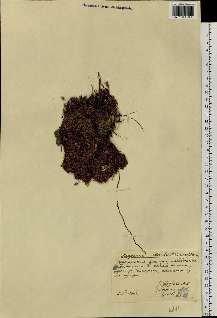 Diapensia obovata (F. Schmidt) Nakai, Siberia, Chukotka & Kamchatka (S7) (Russia)