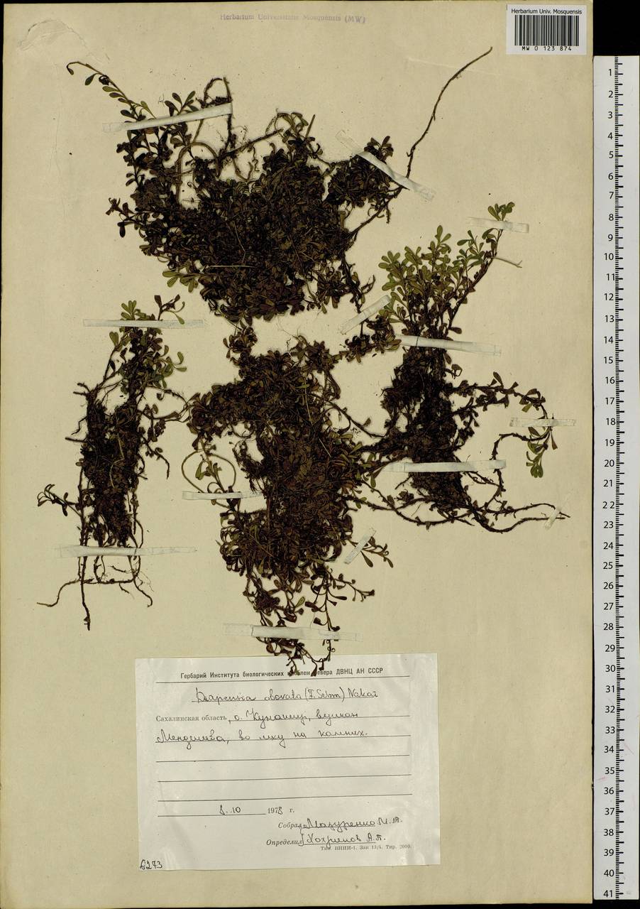 Diapensia obovata (F. Schmidt) Nakai, Siberia, Russian Far East (S6) (Russia)