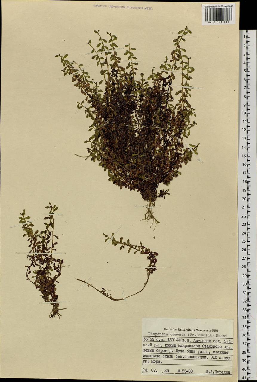 Diapensia obovata (F. Schmidt) Nakai, Siberia, Russian Far East (S6) (Russia)