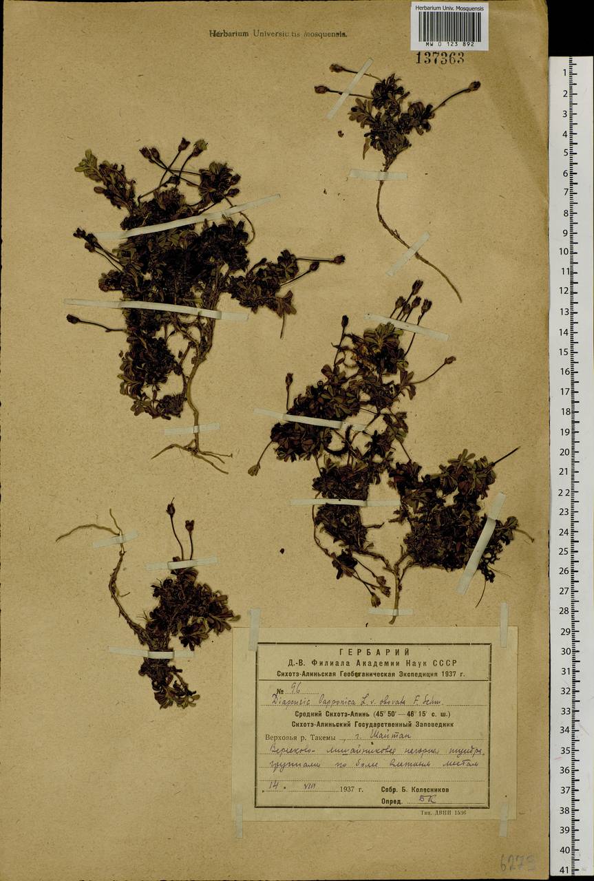 Diapensia obovata (F. Schmidt) Nakai, Siberia, Russian Far East (S6) (Russia)