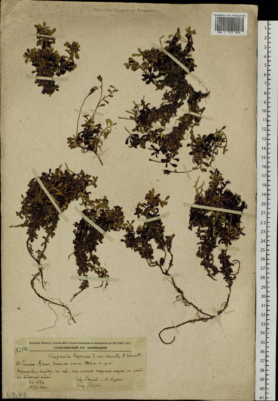 Diapensia obovata (F. Schmidt) Nakai, Siberia, Russian Far East (S6) (Russia)