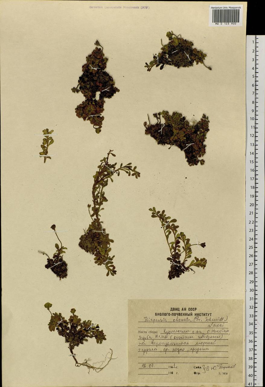 Diapensia obovata (F. Schmidt) Nakai, Siberia, Russian Far East (S6) (Russia)