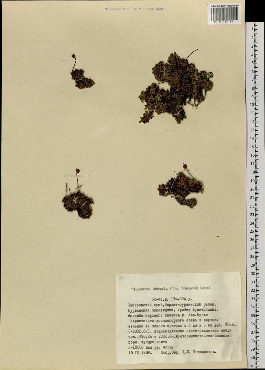 Diapensia obovata (F. Schmidt) Nakai, Siberia, Russian Far East (S6) (Russia)