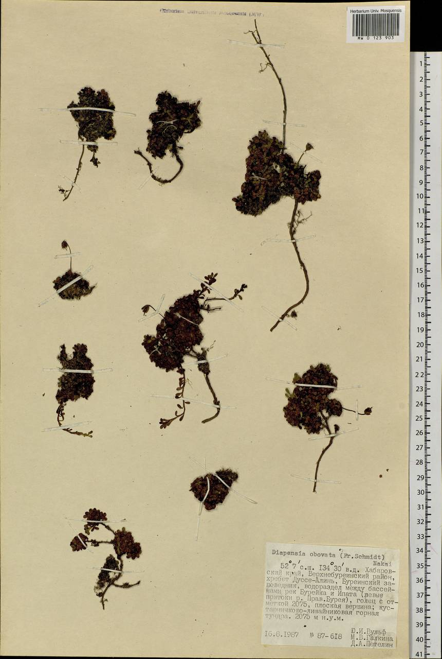 Diapensia obovata (F. Schmidt) Nakai, Siberia, Russian Far East (S6) (Russia)