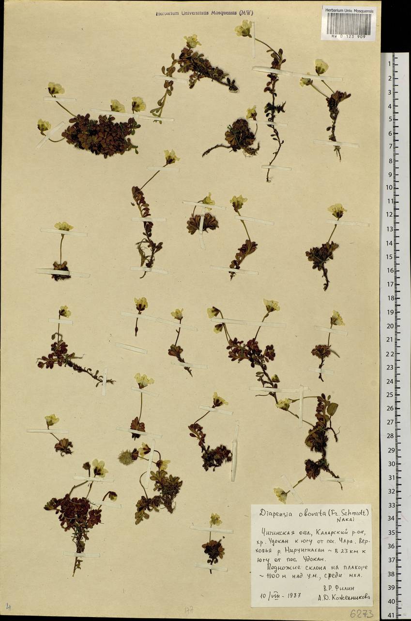Diapensia obovata (F. Schmidt) Nakai, Siberia, Baikal & Transbaikal region (S4) (Russia)