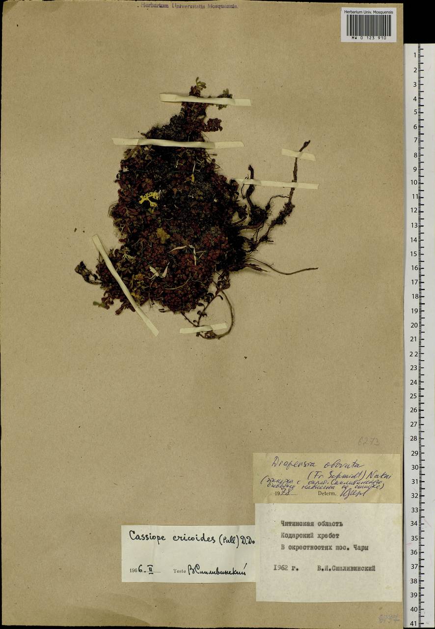 Diapensia obovata (F. Schmidt) Nakai, Siberia, Baikal & Transbaikal region (S4) (Russia)