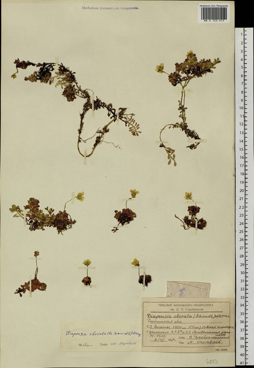 Diapensia obovata (F. Schmidt) Nakai, Siberia, Baikal & Transbaikal region (S4) (Russia)