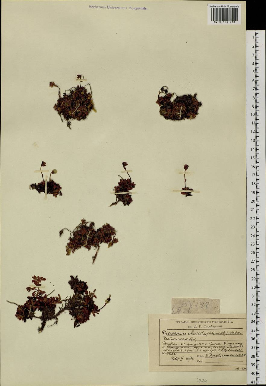 Diapensia obovata (F. Schmidt) Nakai, Siberia, Baikal & Transbaikal region (S4) (Russia)