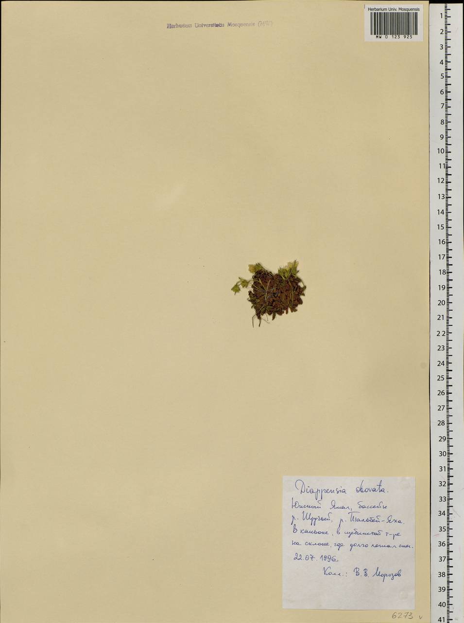 Diapensia obovata (F. Schmidt) Nakai, Siberia, Western Siberia (S1) (Russia)