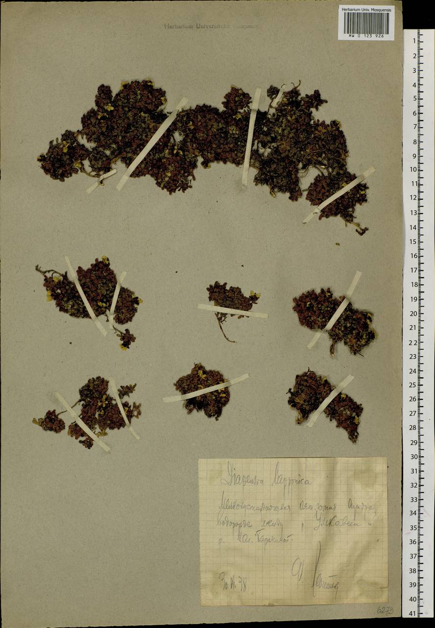 Diapensia lapponica L., Siberia, Chukotka & Kamchatka (S7) (Russia)