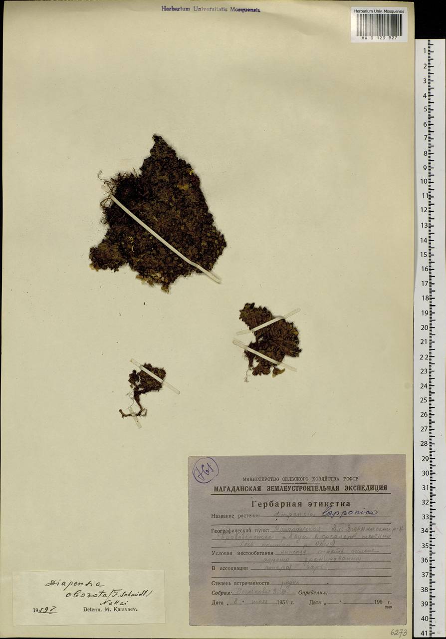 Diapensia lapponica L., Siberia, Chukotka & Kamchatka (S7) (Russia)