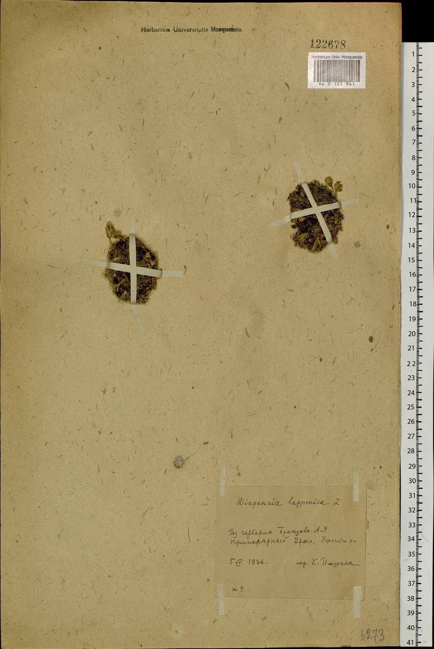 Diapensia lapponica L., Siberia, Western Siberia (S1) (Russia)