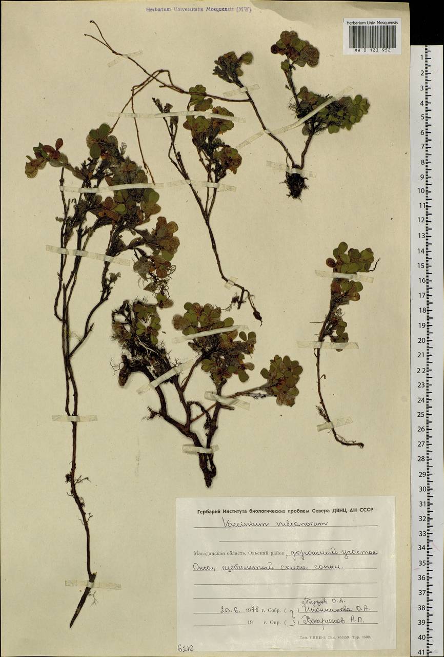 Vaccinium uliginosum subsp. vulcanorum (Kom.) Alsos & Elven, Siberia, Chukotka & Kamchatka (S7) (Russia)
