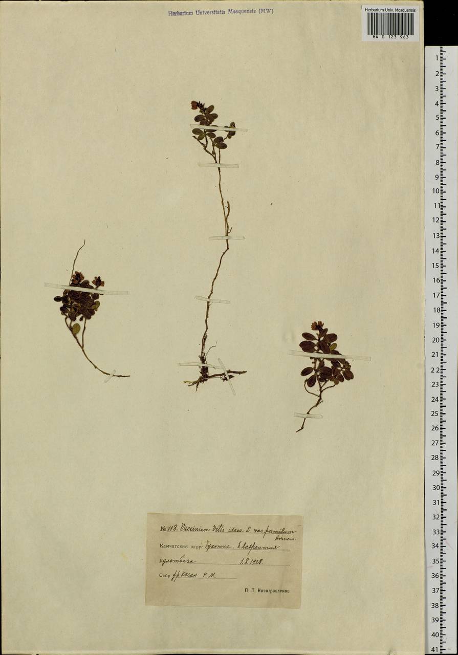 Vaccinium minusculum Sleumer, Siberia, Chukotka & Kamchatka (S7) (Russia)