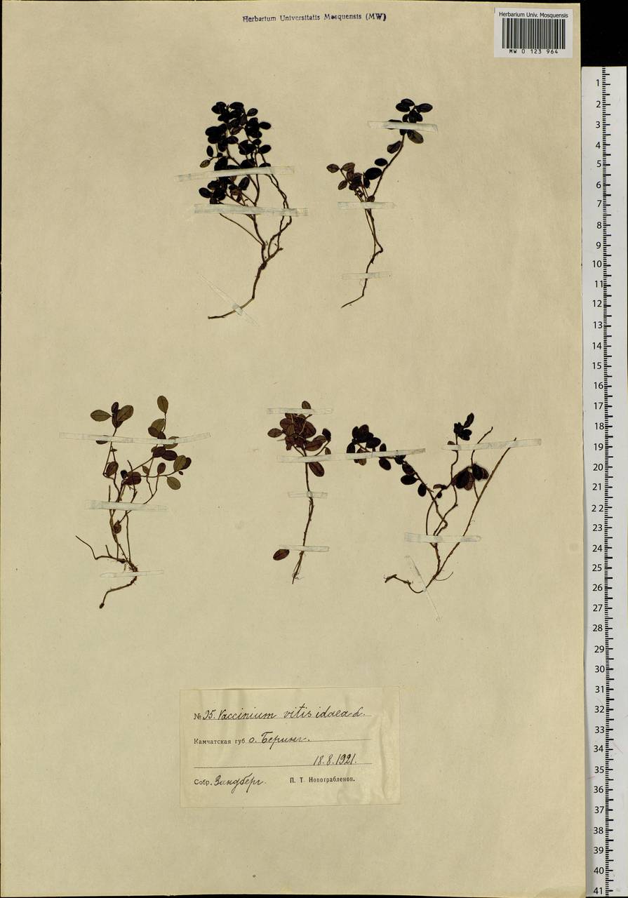 Vaccinium vitis-idaea L., Siberia, Chukotka & Kamchatka (S7) (Russia)