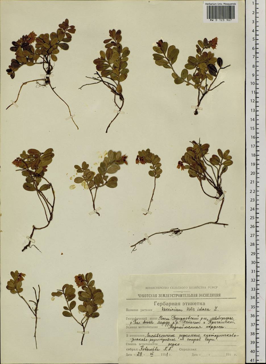 Vaccinium vitis-idaea L., Siberia, Chukotka & Kamchatka (S7) (Russia)