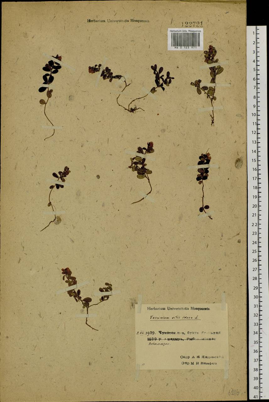 Vaccinium vitis-idaea L., Siberia, Chukotka & Kamchatka (S7) (Russia)