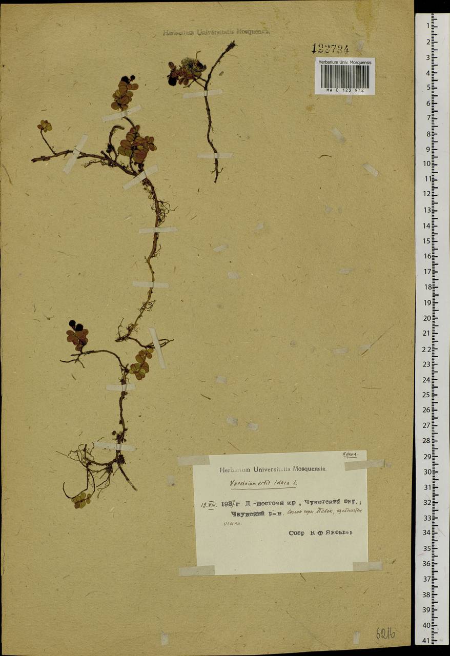 Vaccinium vitis-idaea L., Siberia, Chukotka & Kamchatka (S7) (Russia)