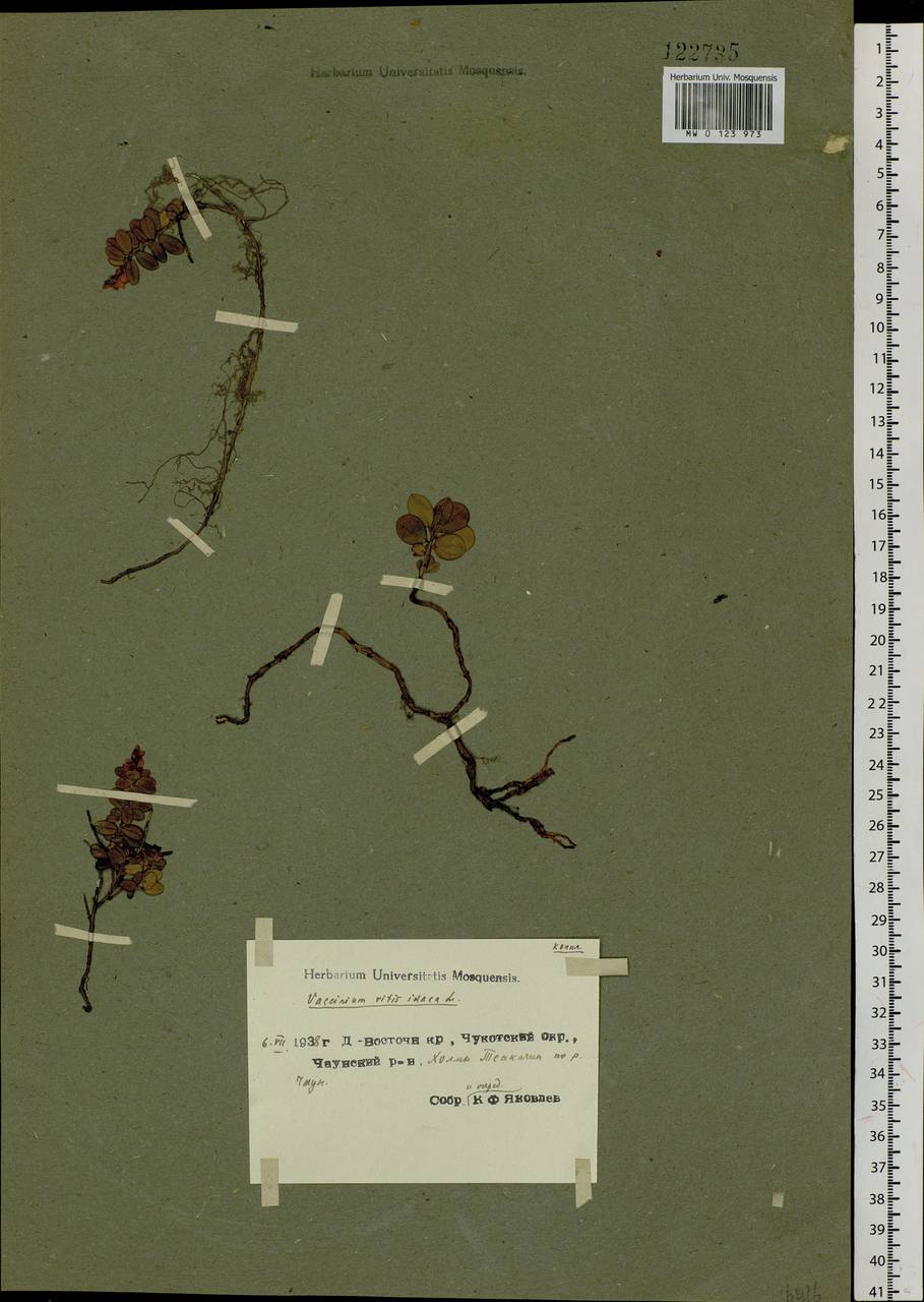 Vaccinium vitis-idaea L., Siberia, Chukotka & Kamchatka (S7) (Russia)