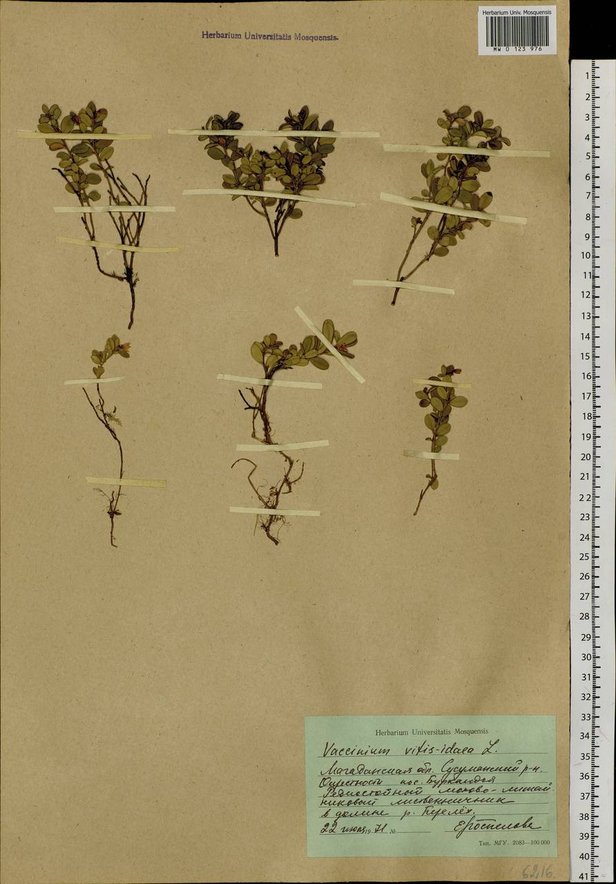 Vaccinium vitis-idaea L., Siberia, Chukotka & Kamchatka (S7) (Russia)
