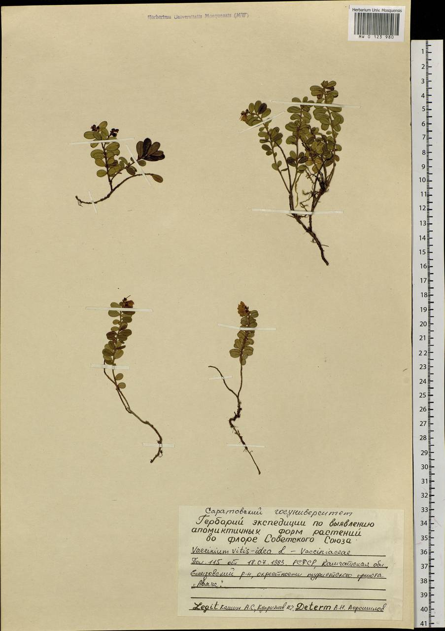 Vaccinium vitis-idaea L., Siberia, Chukotka & Kamchatka (S7) (Russia)