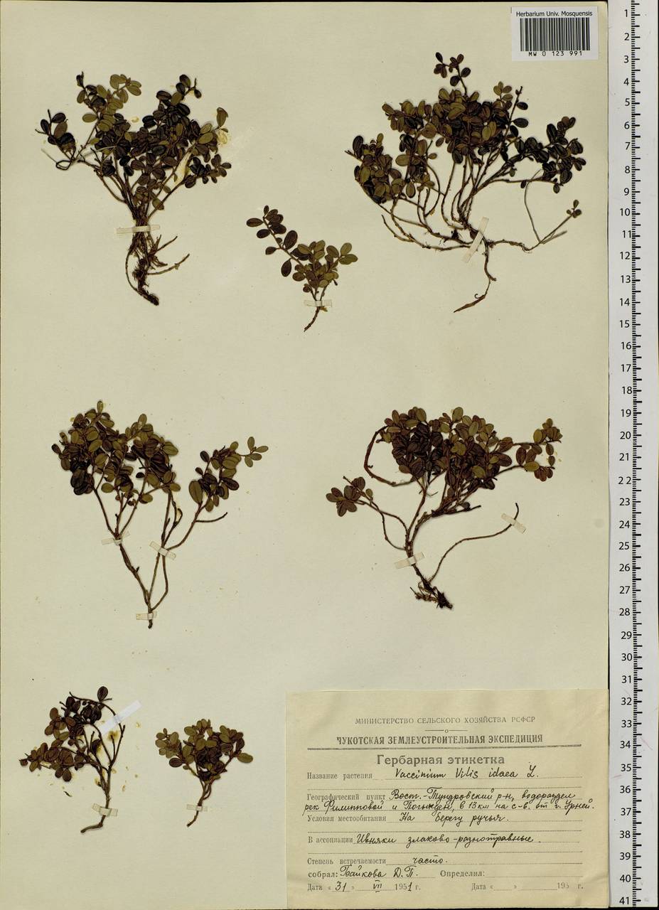 Vaccinium vitis-idaea L., Siberia, Chukotka & Kamchatka (S7) (Russia)