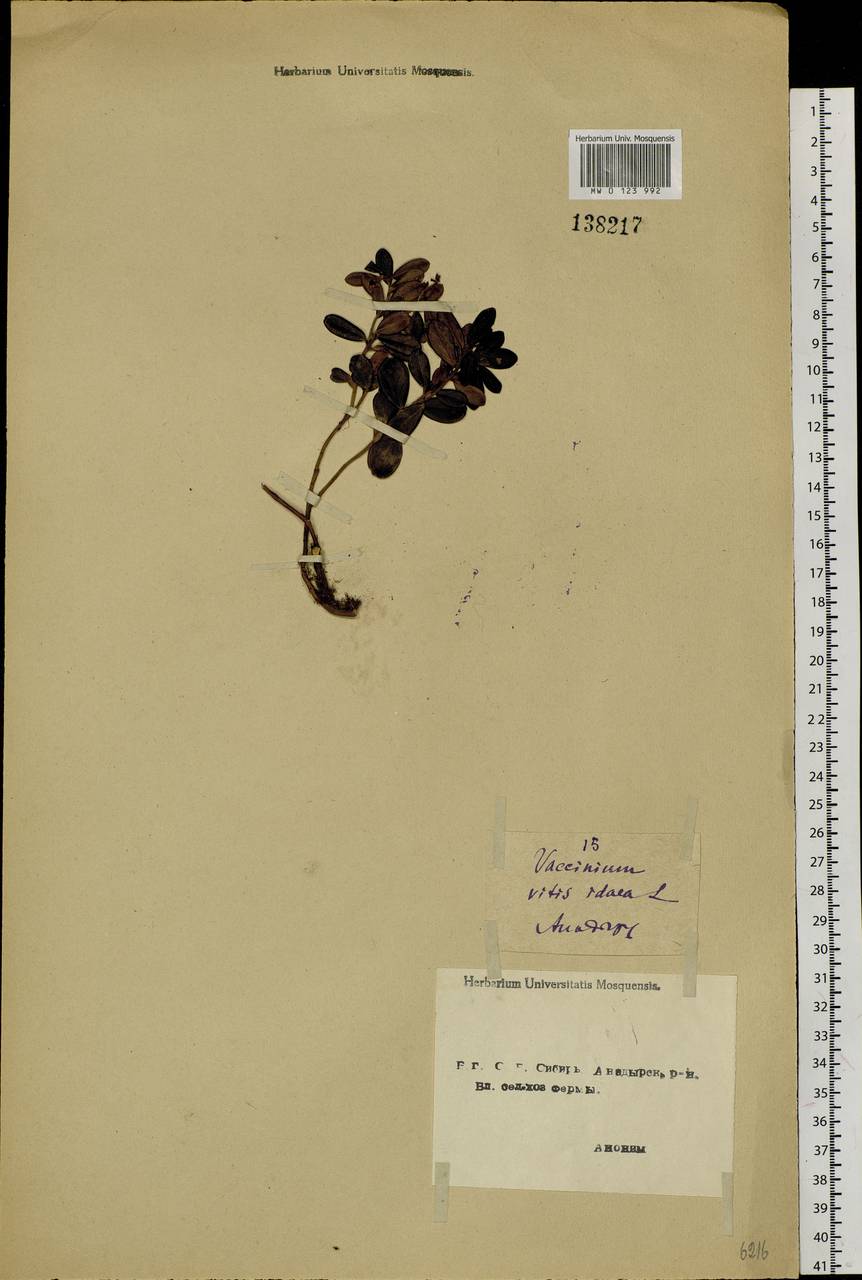Vaccinium vitis-idaea L., Siberia, Chukotka & Kamchatka (S7) (Russia)