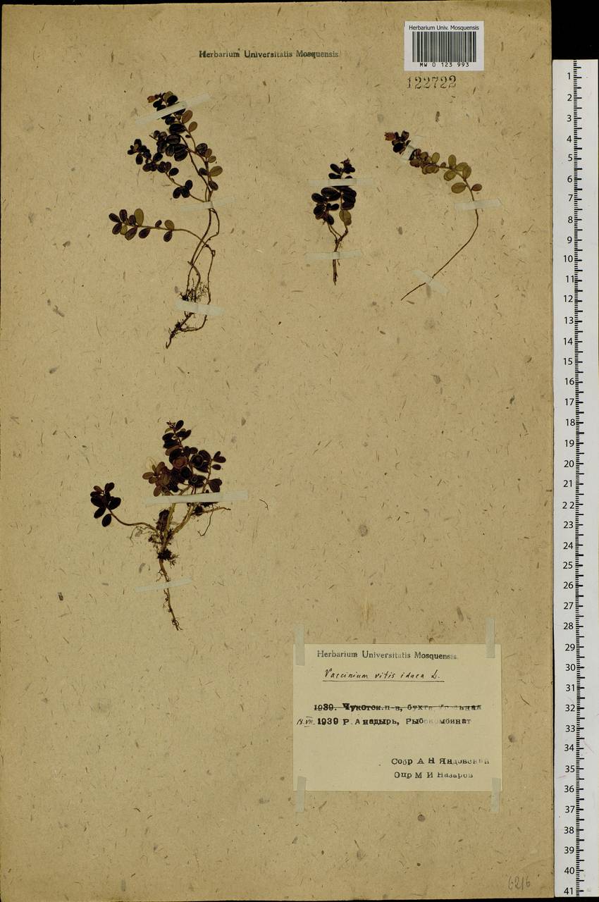 Vaccinium vitis-idaea L., Siberia, Chukotka & Kamchatka (S7) (Russia)