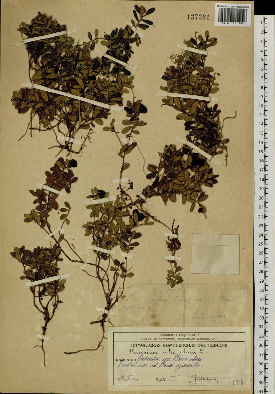 Vaccinium vitis-idaea L., Siberia, Chukotka & Kamchatka (S7) (Russia)