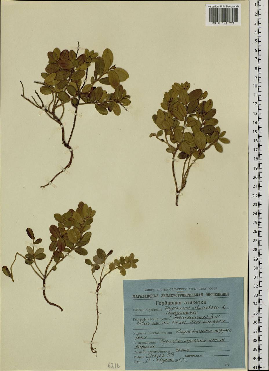 Vaccinium vitis-idaea L., Siberia, Chukotka & Kamchatka (S7) (Russia)