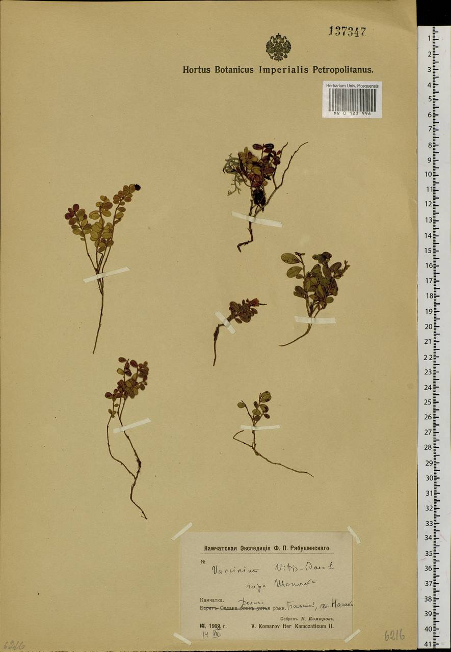Vaccinium vitis-idaea L., Siberia, Chukotka & Kamchatka (S7) (Russia)