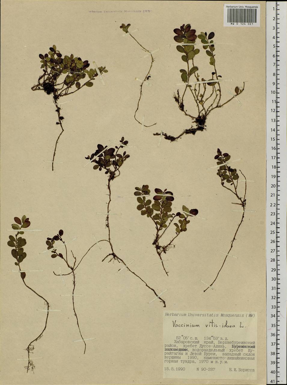 Vaccinium vitis-idaea L., Siberia, Russian Far East (S6) (Russia)