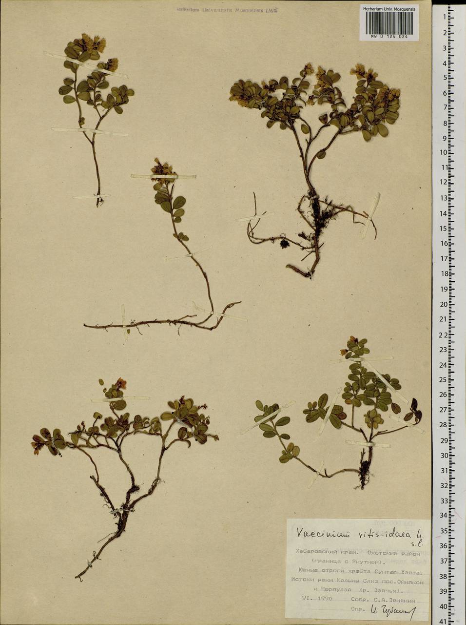 Vaccinium vitis-idaea L., Siberia, Russian Far East (S6) (Russia)