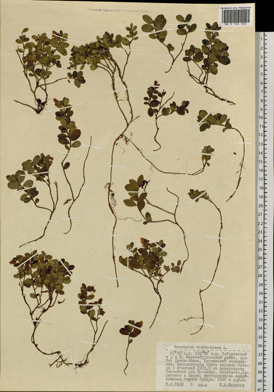 Vaccinium vitis-idaea L., Siberia, Russian Far East (S6) (Russia)