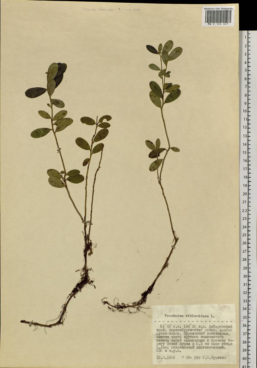 Vaccinium vitis-idaea L., Siberia, Russian Far East (S6) (Russia)
