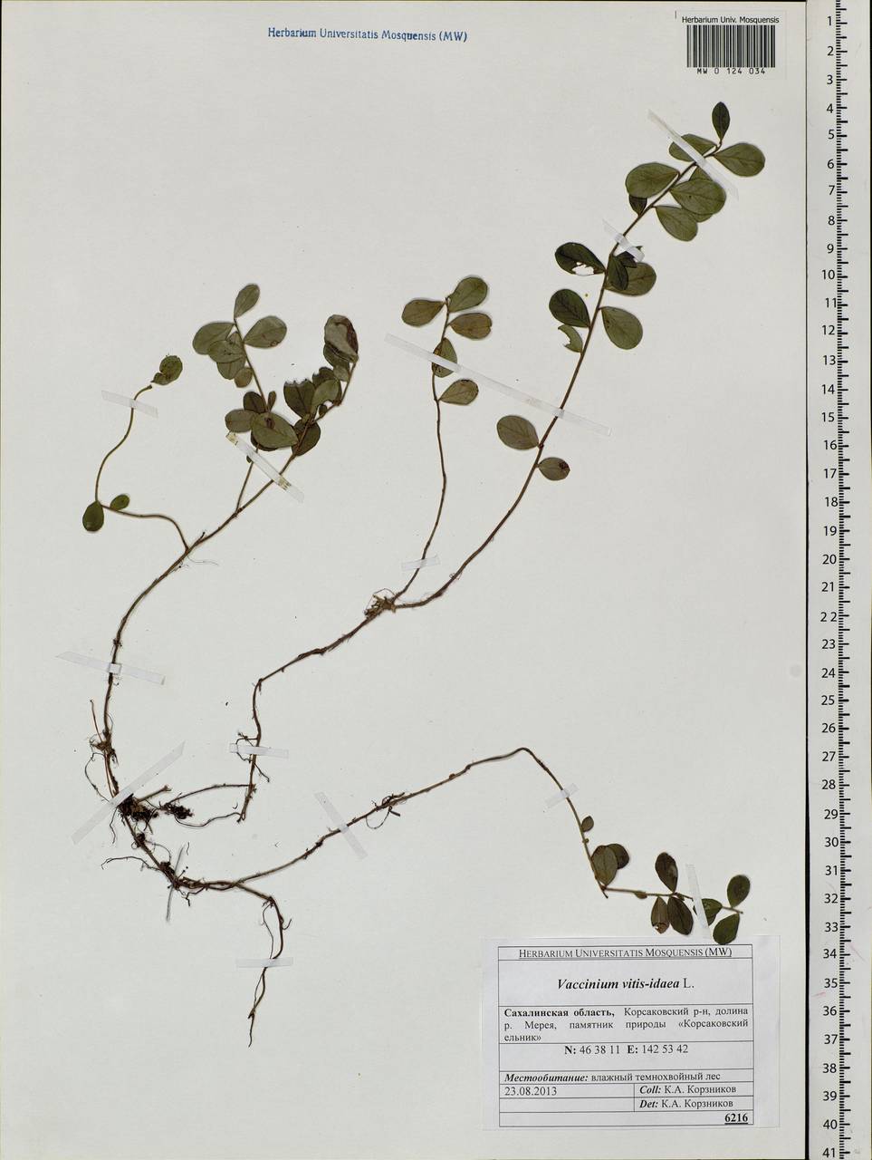 Vaccinium vitis-idaea L., Siberia, Russian Far East (S6) (Russia)