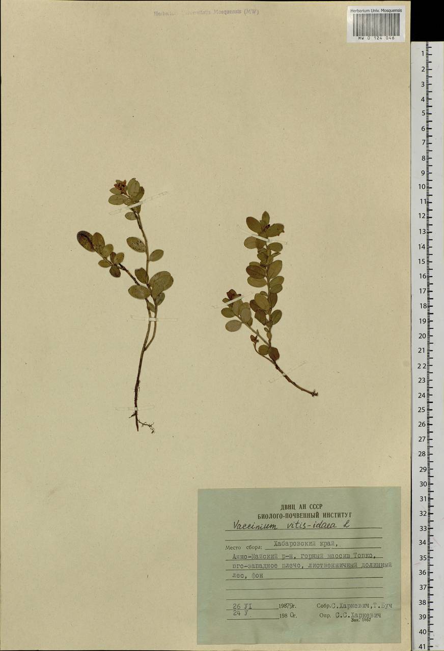 Vaccinium vitis-idaea L., Siberia, Russian Far East (S6) (Russia)
