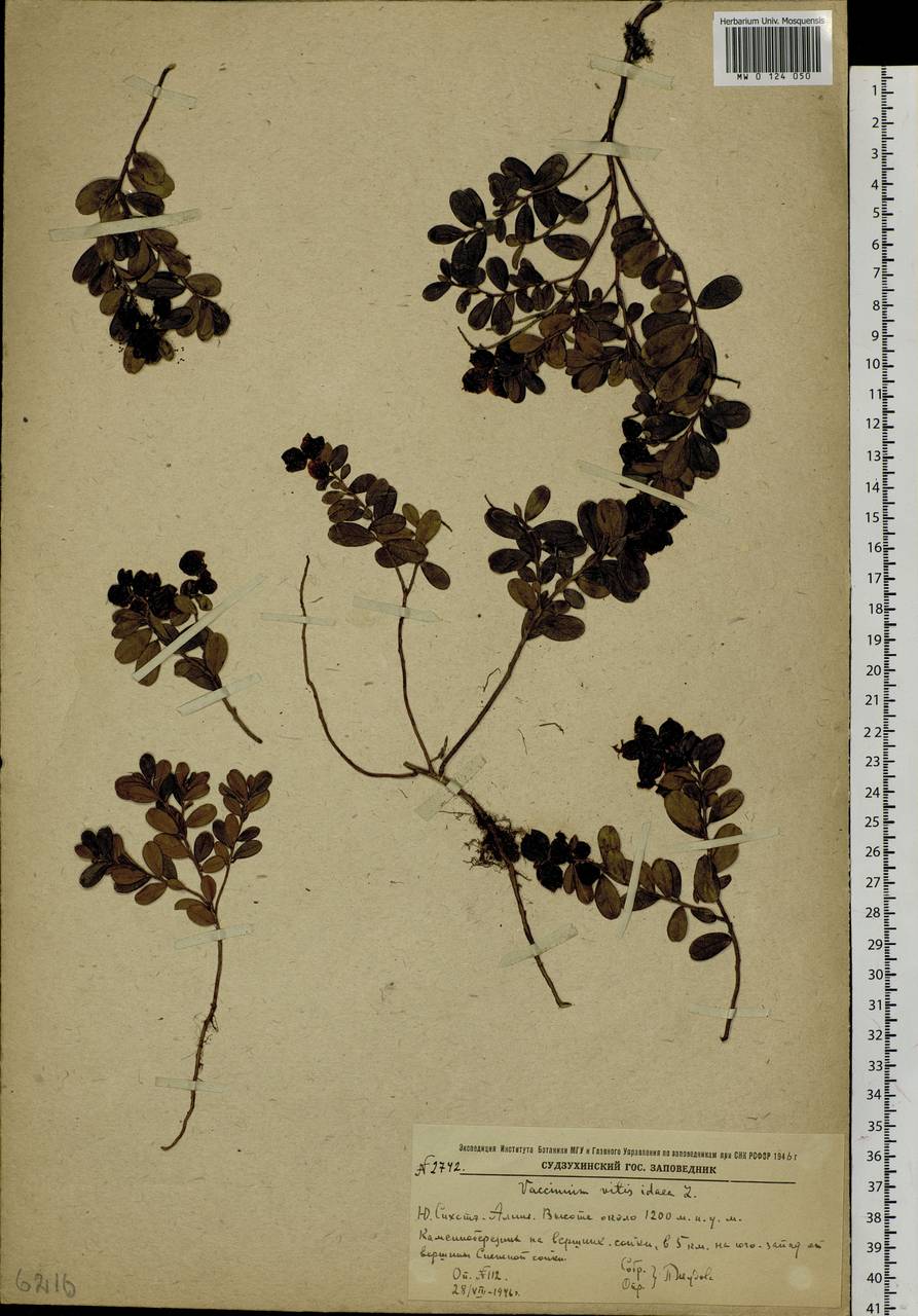 Vaccinium vitis-idaea L., Siberia, Russian Far East (S6) (Russia)