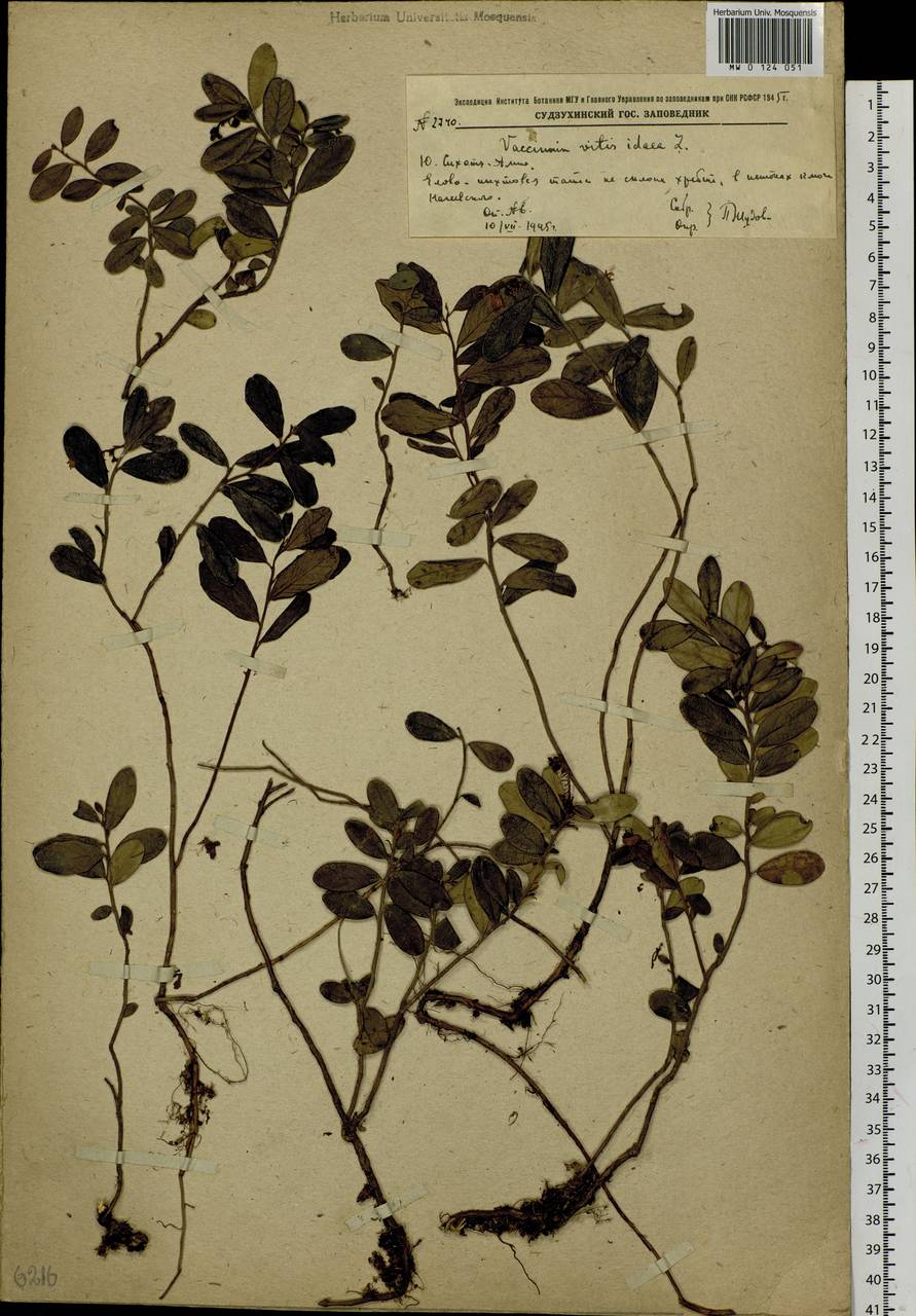 Vaccinium vitis-idaea L., Siberia, Russian Far East (S6) (Russia)