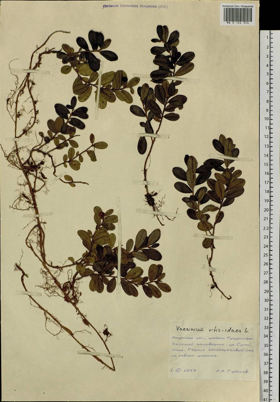 Vaccinium vitis-idaea L., Siberia, Russian Far East (S6) (Russia)