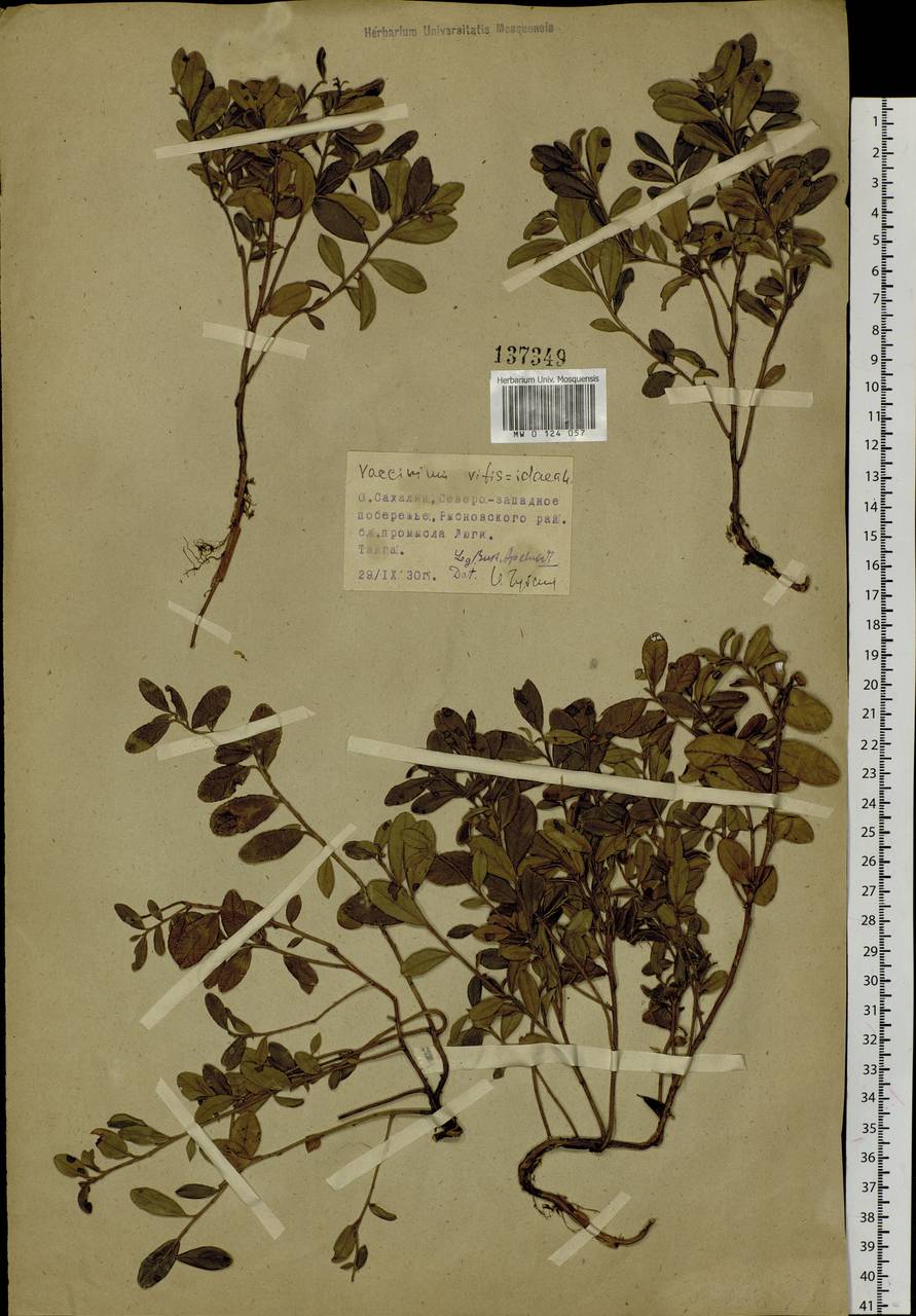 Vaccinium vitis-idaea L., Siberia, Russian Far East (S6) (Russia)