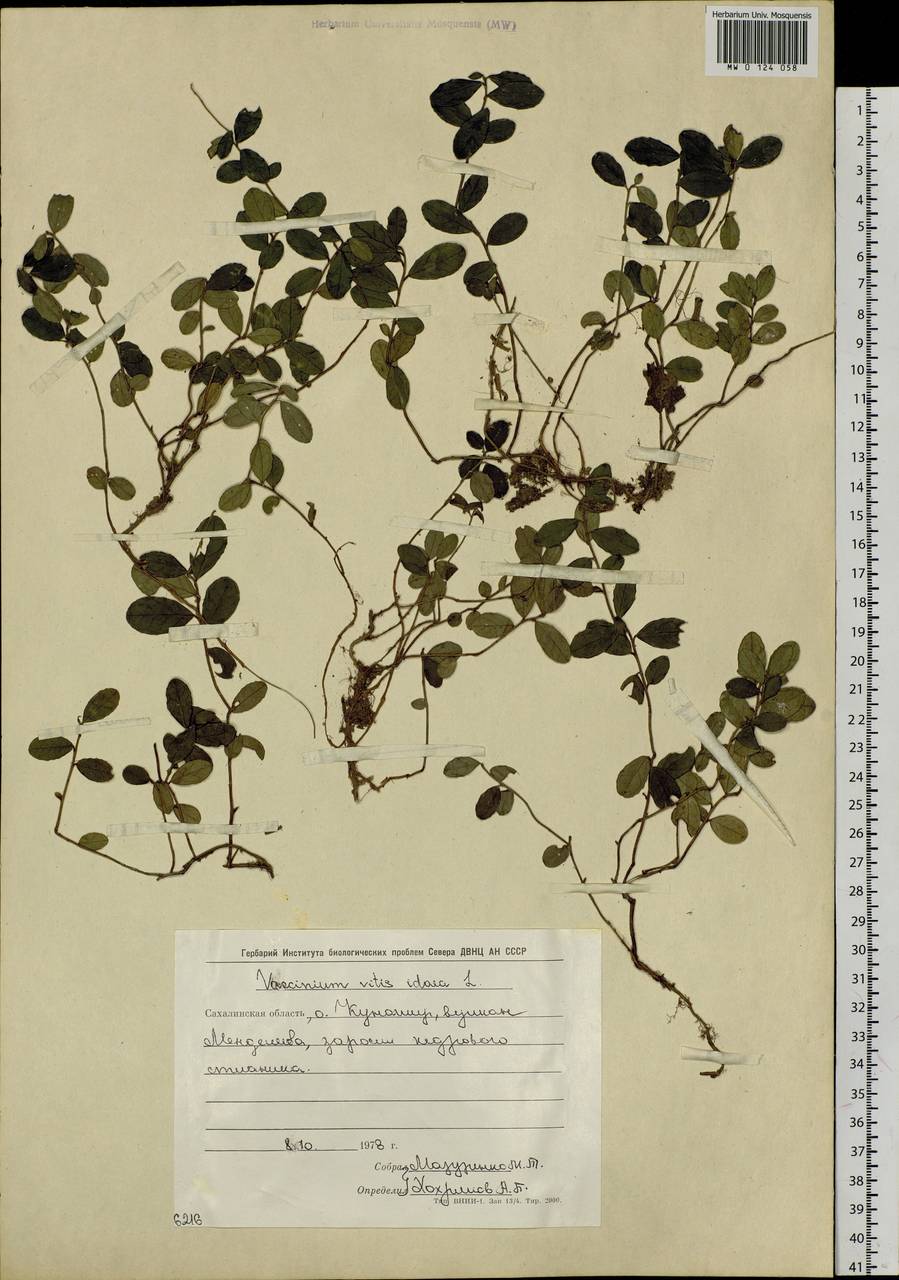 Vaccinium vitis-idaea L., Siberia, Russian Far East (S6) (Russia)