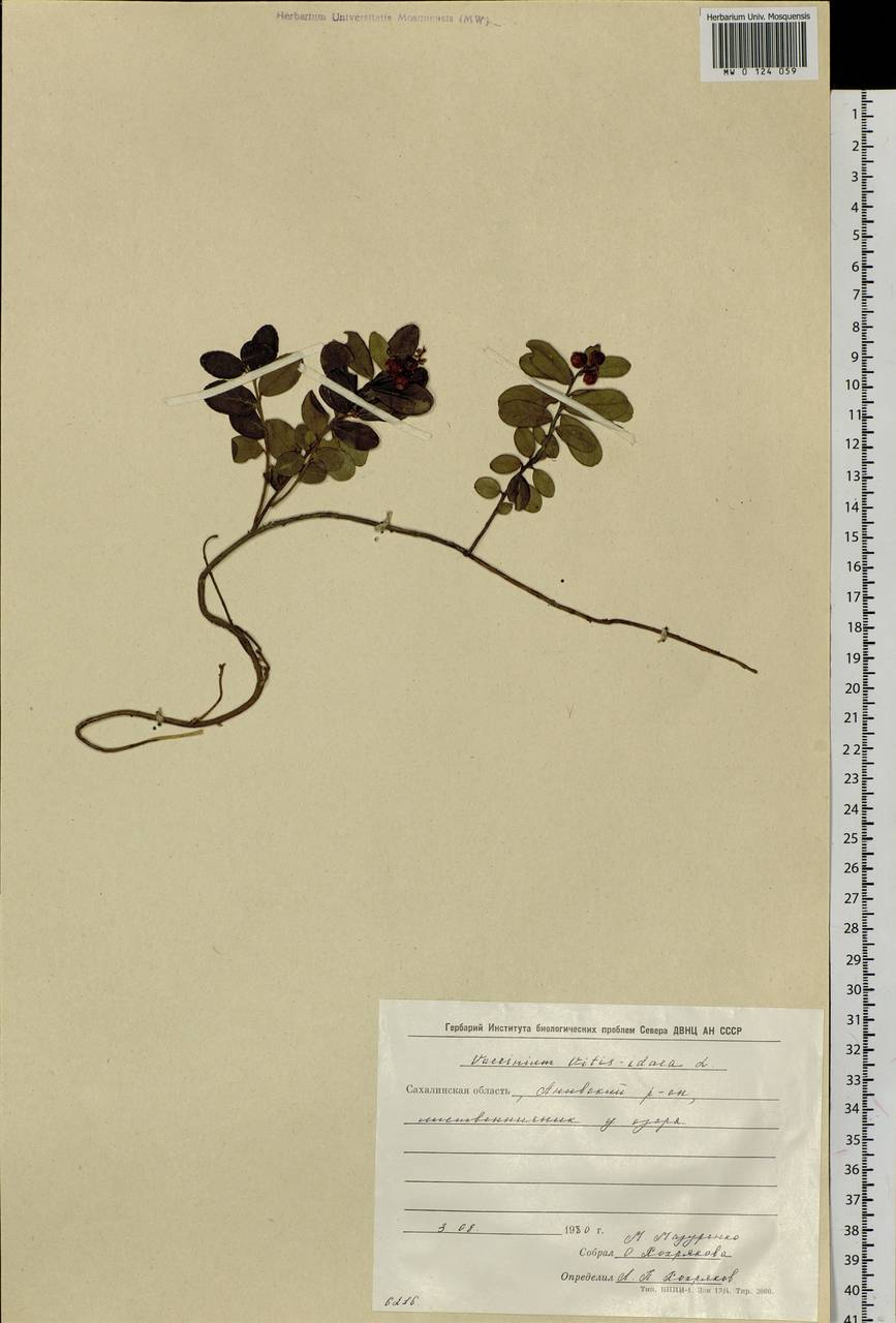 Vaccinium vitis-idaea L., Siberia, Russian Far East (S6) (Russia)