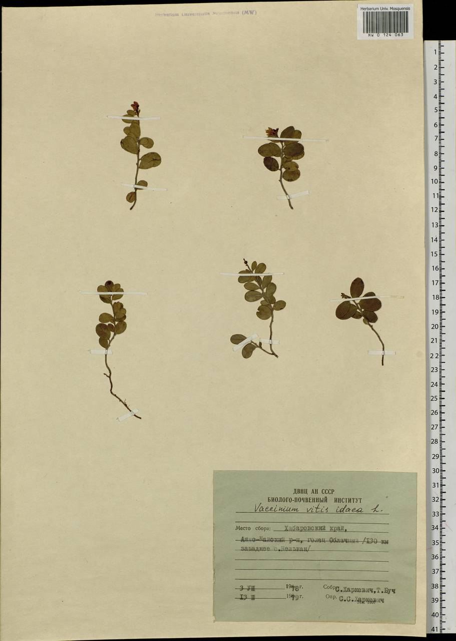 Vaccinium vitis-idaea L., Siberia, Russian Far East (S6) (Russia)