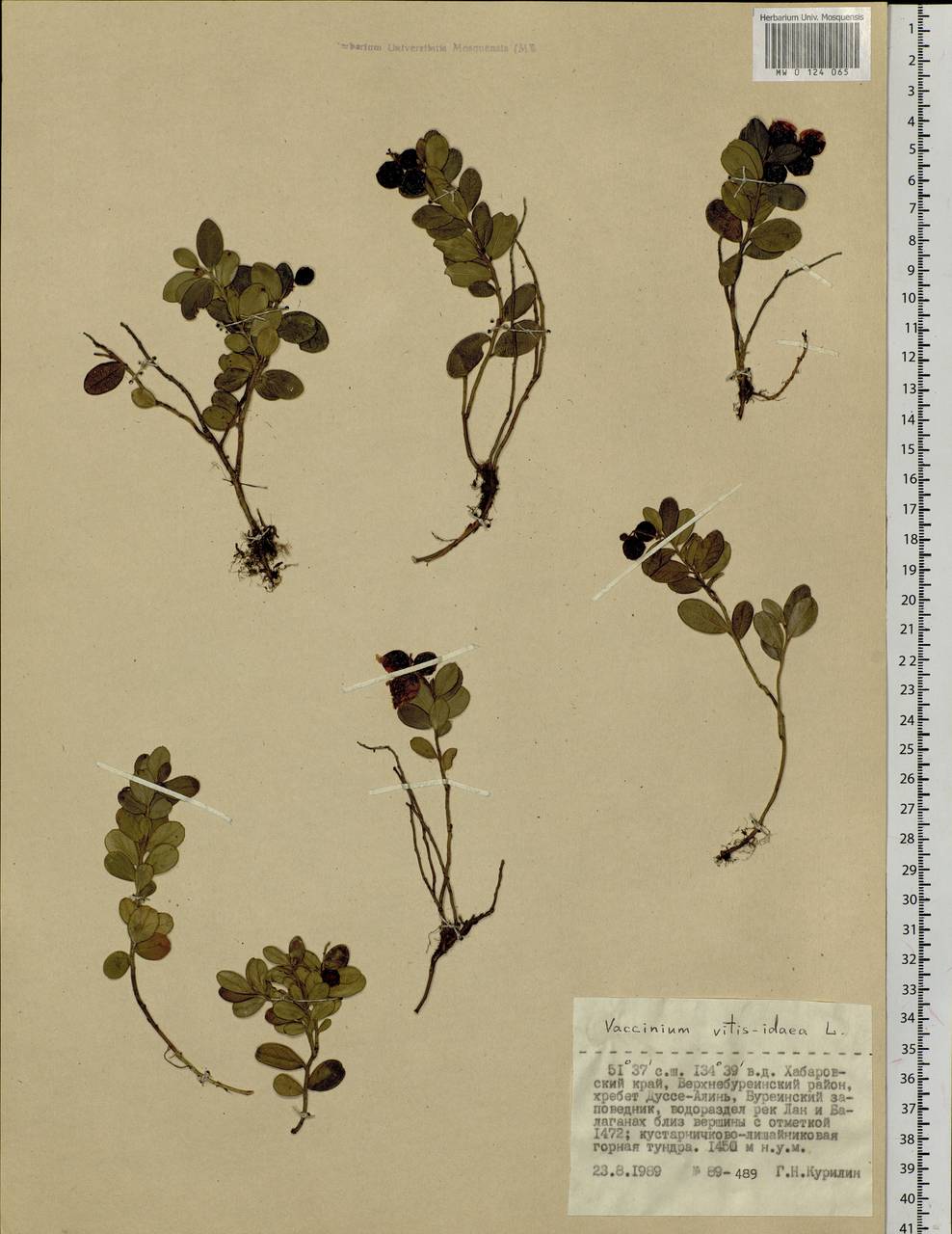 Vaccinium vitis-idaea L., Siberia, Russian Far East (S6) (Russia)