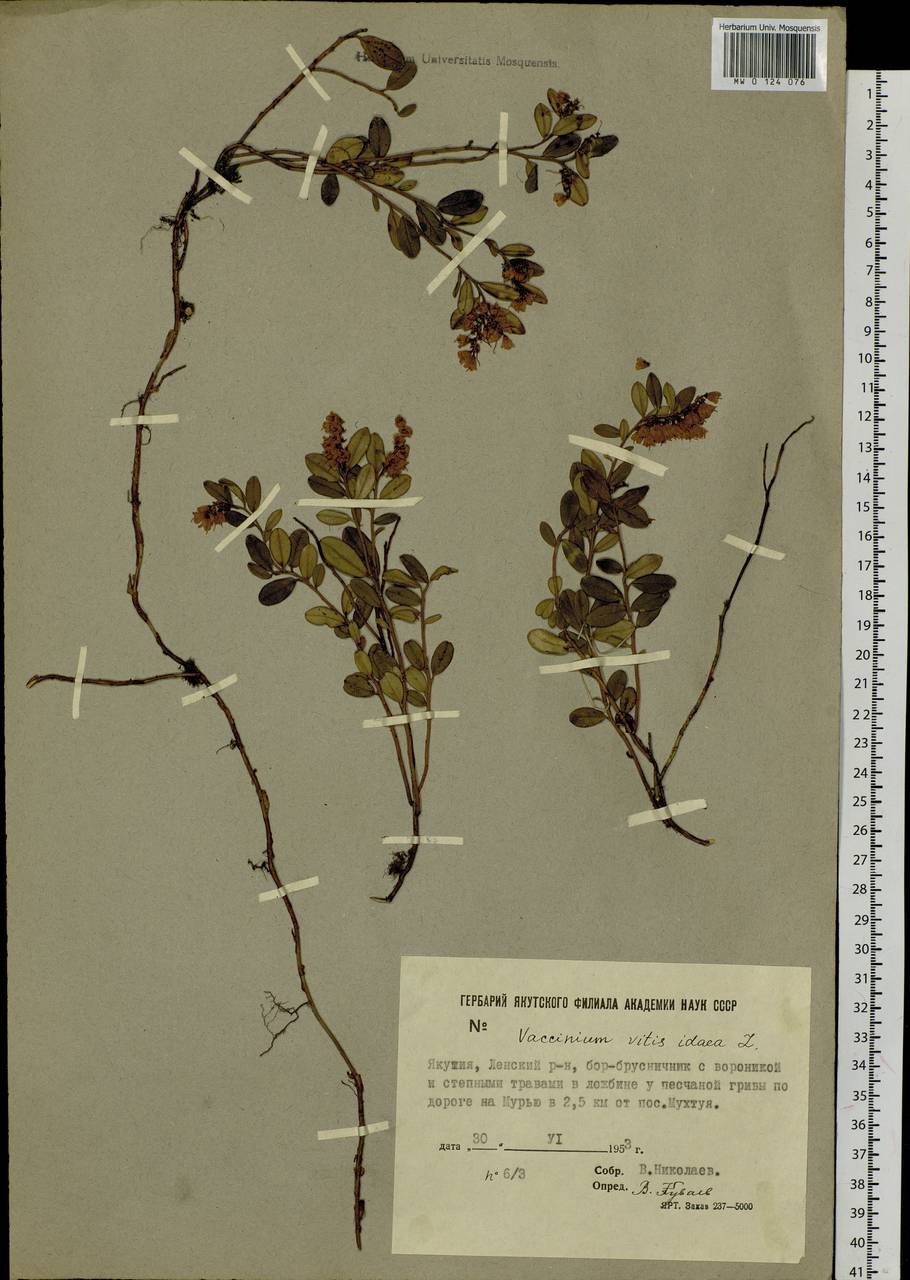 Vaccinium vitis-idaea L., Siberia, Yakutia (S5) (Russia)