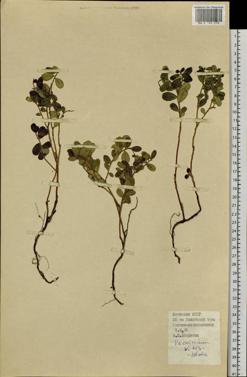 Vaccinium vitis-idaea L., Siberia, Yakutia (S5) (Russia)