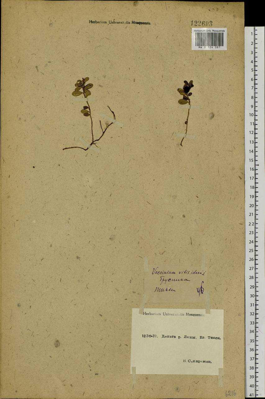 Vaccinium vitis-idaea L., Siberia, Yakutia (S5) (Russia)